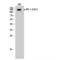 Insulin Receptor Substrate 1 antibody, LS-C380742, Lifespan Biosciences, Western Blot image 