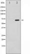 Serum Response Factor antibody, TA325883, Origene, Western Blot image 