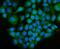 Ecdysoneless Cell Cycle Regulator antibody, A00567-2, Boster Biological Technology, Immunofluorescence image 