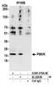 Phosphomevalonate Kinase antibody, A305-576A-M, Bethyl Labs, Immunoprecipitation image 