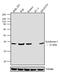 Syndecan 1 antibody, MA5-12400, Invitrogen Antibodies, Western Blot image 