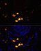Tyrosinase antibody, 16-825, ProSci, Immunofluorescence image 