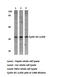 Cyclin D1 antibody, AP06613PU-N, Origene, Western Blot image 