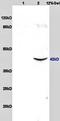 Sad1 And UNC84 Domain Containing 5 antibody, orb11525, Biorbyt, Western Blot image 