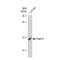 FKBP Prolyl Isomerase 1A antibody, GTX03193, GeneTex, Western Blot image 