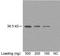 Colony Stimulating Factor 1 antibody, LS-C51079, Lifespan Biosciences, Western Blot image 