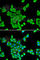 Cytokine Induced Apoptosis Inhibitor 1 antibody, A6336, ABclonal Technology, Immunofluorescence image 