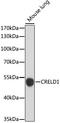 Cysteine Rich With EGF Like Domains 1 antibody, A15186, ABclonal Technology, Western Blot image 