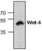 Wnt Family Member 6 antibody, GTX59917, GeneTex, Western Blot image 