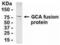 Gastrin cell antibody, XW-8063, ProSci, Western Blot image 