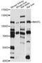 Greatwall protein kinase antibody, LS-C749300, Lifespan Biosciences, Western Blot image 