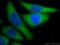Cytochrome P450 Family 1 Subfamily A Member 1 antibody, 13241-1-AP, Proteintech Group, Immunofluorescence image 