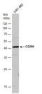 CD200 Molecule antibody, GTX130094, GeneTex, Western Blot image 