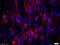 Biglycan antibody, GTX57229, GeneTex, Immunofluorescence image 