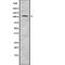 Folate Hydrolase 1 antibody, abx215435, Abbexa, Western Blot image 