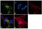 Neurotensin Receptor 1 antibody, PA3-214, Invitrogen Antibodies, Immunofluorescence image 