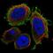 DnaJ homolog subfamily B member 13 antibody, NBP2-68770, Novus Biologicals, Immunofluorescence image 