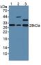 Glutathione S-Transferase Omega 1 antibody, MBS2027552, MyBioSource, Western Blot image 