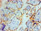 Hemoglobin Subunit Alpha 2 antibody, LS-C681796, Lifespan Biosciences, Immunocytochemistry image 