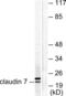 Claudin 7 antibody, abx013041, Abbexa, Western Blot image 