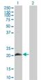 Heart- and neural crest derivatives-expressed protein 2 antibody, H00009464-M04, Novus Biologicals, Western Blot image 