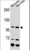 Nibrin antibody, LS-C164759, Lifespan Biosciences, Western Blot image 