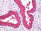 Tryptophan Hydroxylase 1 antibody, orb95561, Biorbyt, Immunohistochemistry paraffin image 
