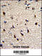 Dermatopontin antibody, 62-945, ProSci, Immunohistochemistry paraffin image 