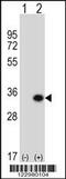 Glutamate-Cysteine Ligase Modifier Subunit antibody, 63-781, ProSci, Western Blot image 