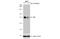 Protein AF-9 antibody, NBP2-15303, Novus Biologicals, Western Blot image 