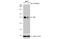 MLLT3 Super Elongation Complex Subunit antibody, NBP2-15303, Novus Biologicals, Western Blot image 