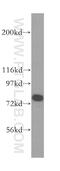 Syntaphilin antibody, 13646-1-AP, Proteintech Group, Western Blot image 