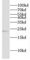 Crystallin Beta A2 antibody, FNab02000, FineTest, Western Blot image 