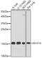 Eva-1 Homolog A, Regulator Of Programmed Cell Death antibody, 23-380, ProSci, Western Blot image 