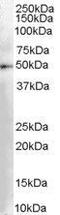 Dopa Decarboxylase antibody, GTX89527, GeneTex, Western Blot image 