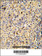 Sialic Acid Binding Ig Like Lectin 12 (Gene/Pseudogene) antibody, 58-424, ProSci, Immunohistochemistry paraffin image 