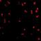 CD49D antibody, orb75076, Biorbyt, Immunofluorescence image 
