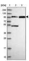 Family With Sequence Similarity 160 Member B1 antibody, PA5-60442, Invitrogen Antibodies, Western Blot image 