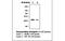 Hes Family BHLH Transcription Factor 1 antibody, MBS832586, MyBioSource, Western Blot image 