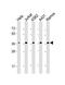 RAD51 Recombinase antibody, M00088-2, Boster Biological Technology, Western Blot image 