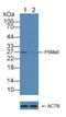 Proteasome Subunit Alpha 5 antibody, LS-C373456, Lifespan Biosciences, Western Blot image 