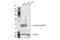 Crystallin Beta B1 antibody, 95666S, Cell Signaling Technology, Western Blot image 