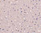 Collapsin Response Mediator Protein 1 antibody, LS-C19541, Lifespan Biosciences, Immunohistochemistry frozen image 