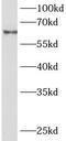 RING finger protein 84 antibody, FNab08920, FineTest, Western Blot image 