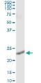 RAS Like Proto-Oncogene B antibody, H00005899-M04, Novus Biologicals, Immunoprecipitation image 