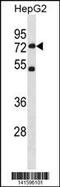 SET Domain Containing 3, Actin Histidine Methyltransferase antibody, 60-690, ProSci, Western Blot image 