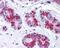BCL2 Associated Athanogene 5 antibody, 49-612, ProSci, Immunohistochemistry frozen image 