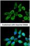 Ribosomal Protein L3 antibody, PA5-30154, Invitrogen Antibodies, Immunofluorescence image 