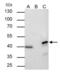 Mitogen-Activated Protein Kinase 1 antibody, PA5-29636, Invitrogen Antibodies, Immunoprecipitation image 