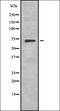 T-Box 2 antibody, orb378426, Biorbyt, Western Blot image 
